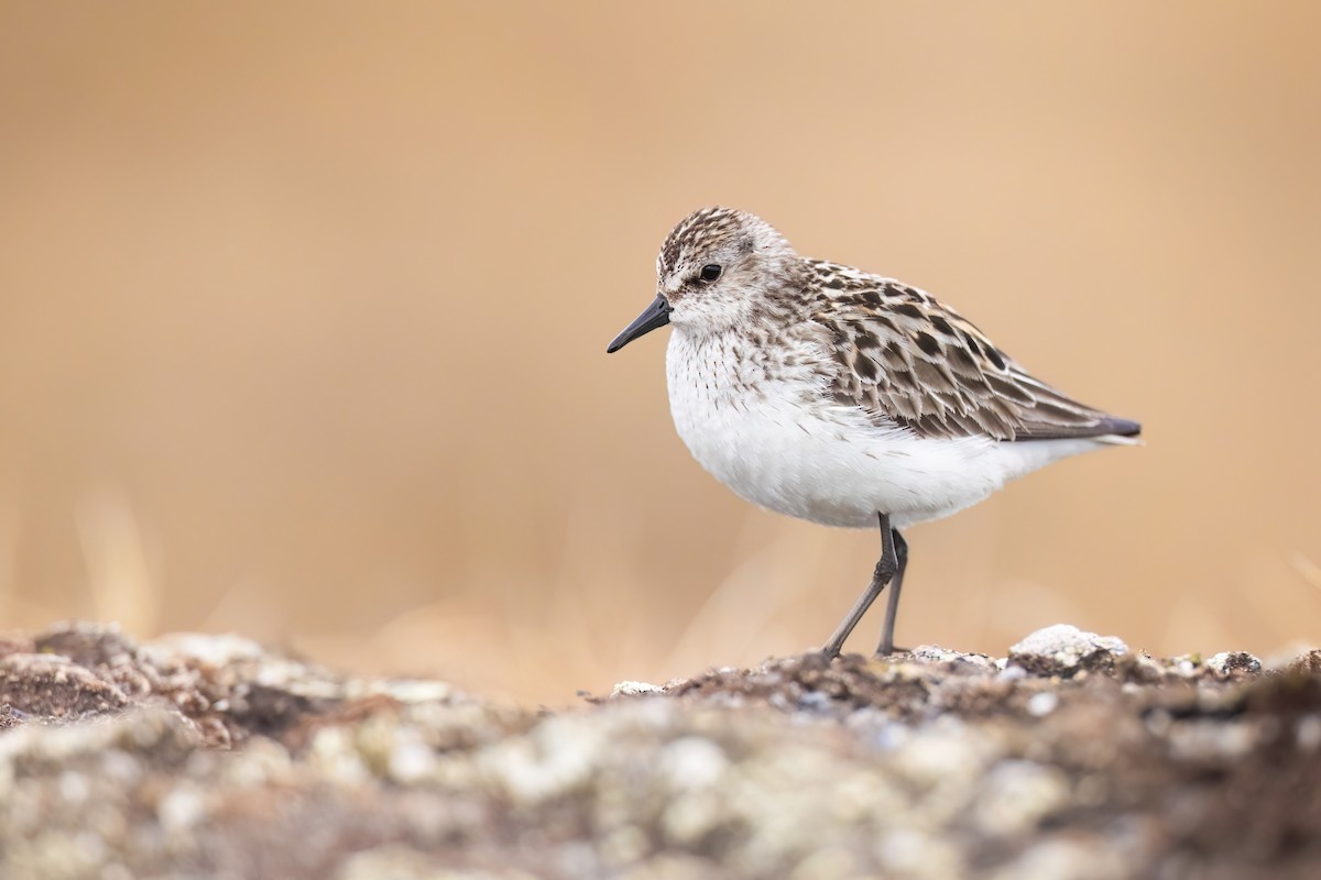 Semipalmated Sandpiper - ML622484608