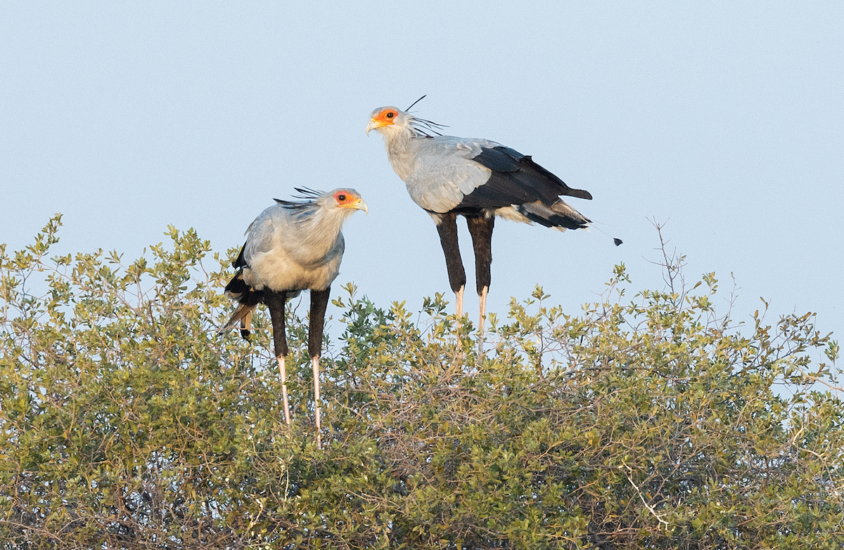 Secretarybird - ML622484717