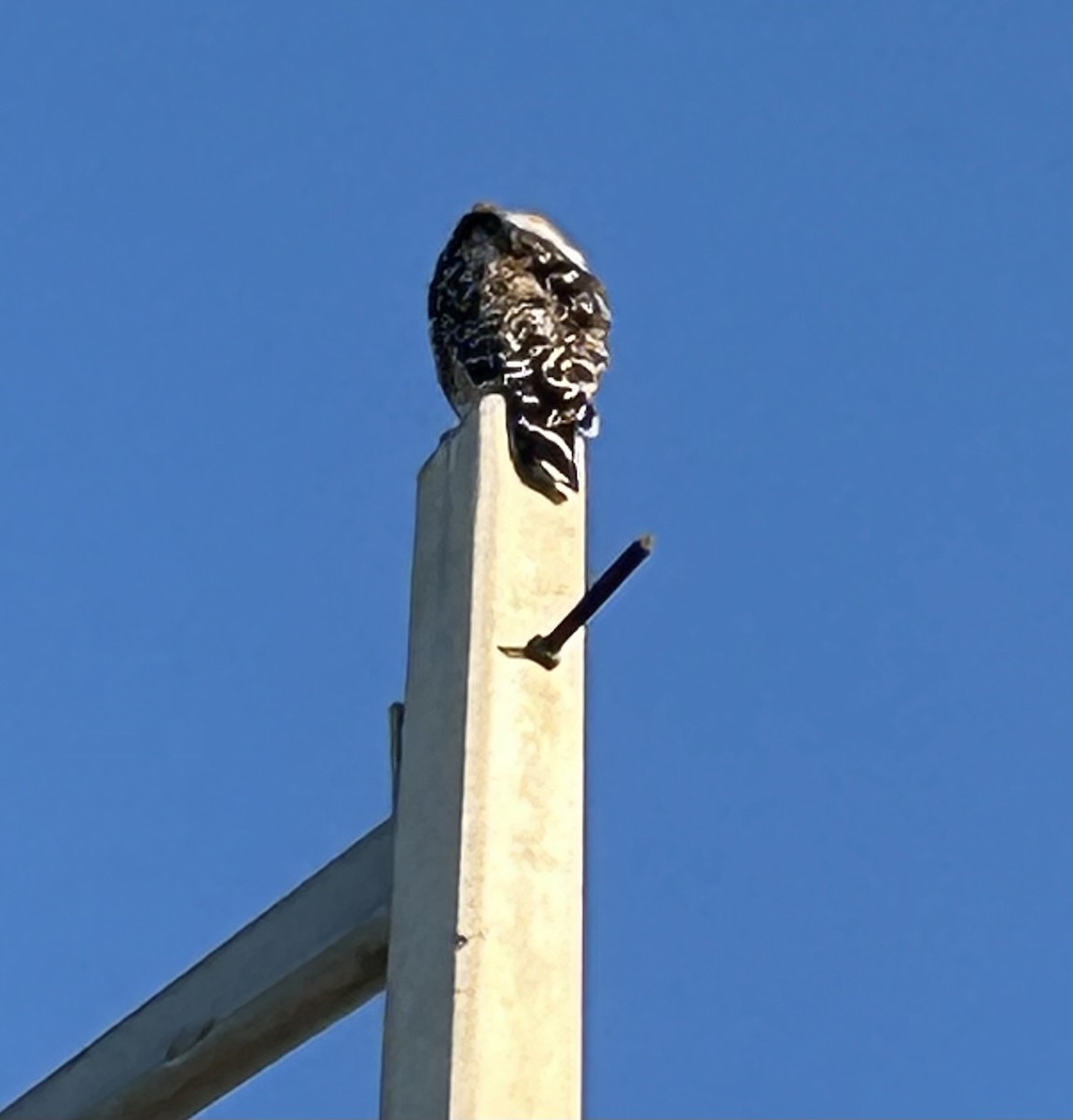 Red-shouldered Hawk - ML622484734