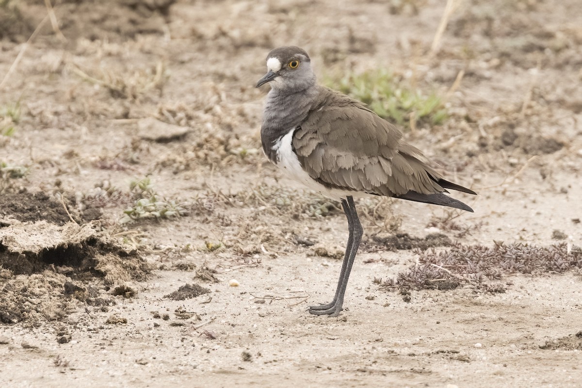 Senegal Lapwing - ML622485078