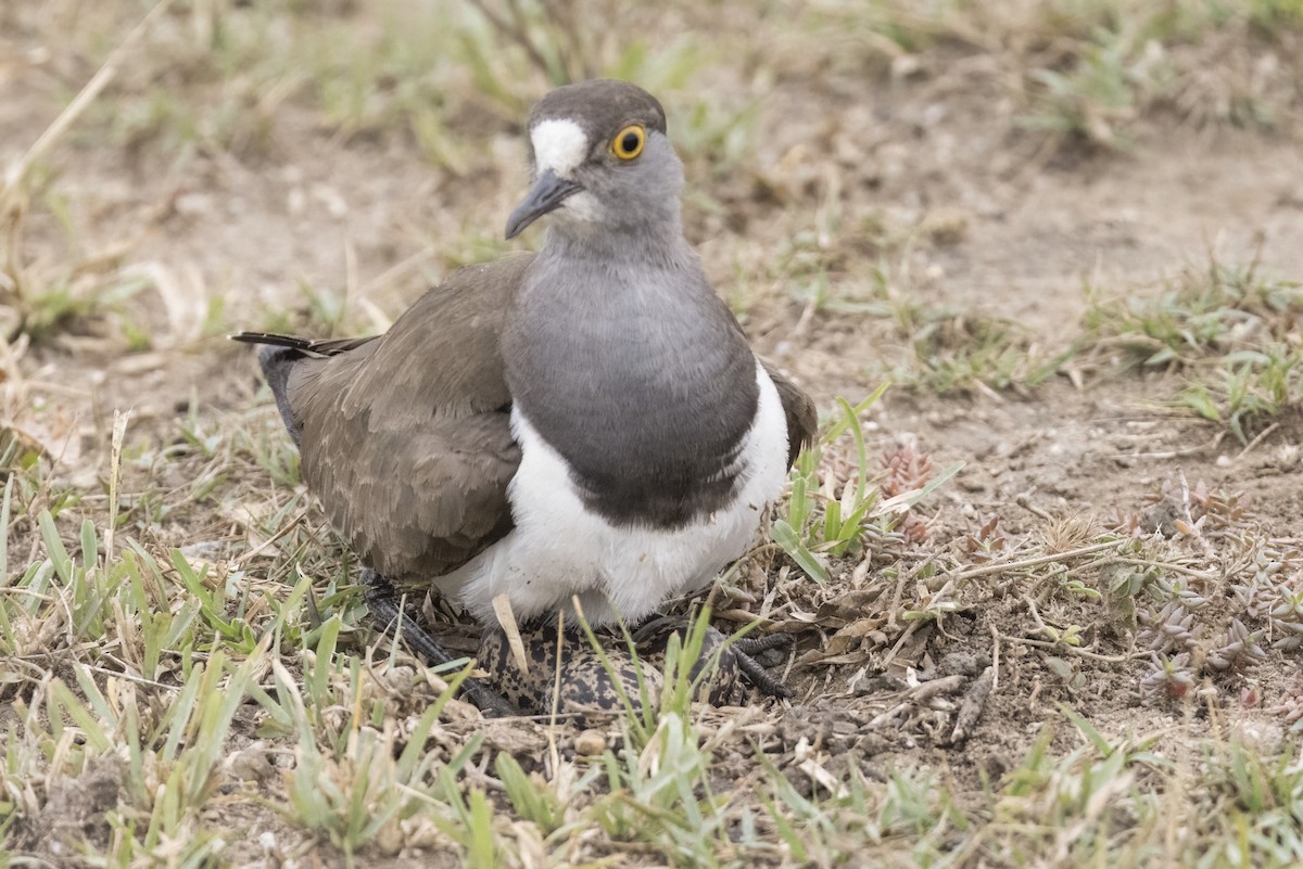 Senegal Lapwing - Robert Lockett