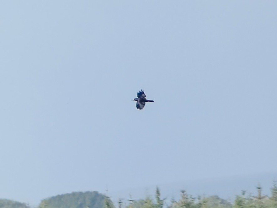 Corbeau freux - ML622485087