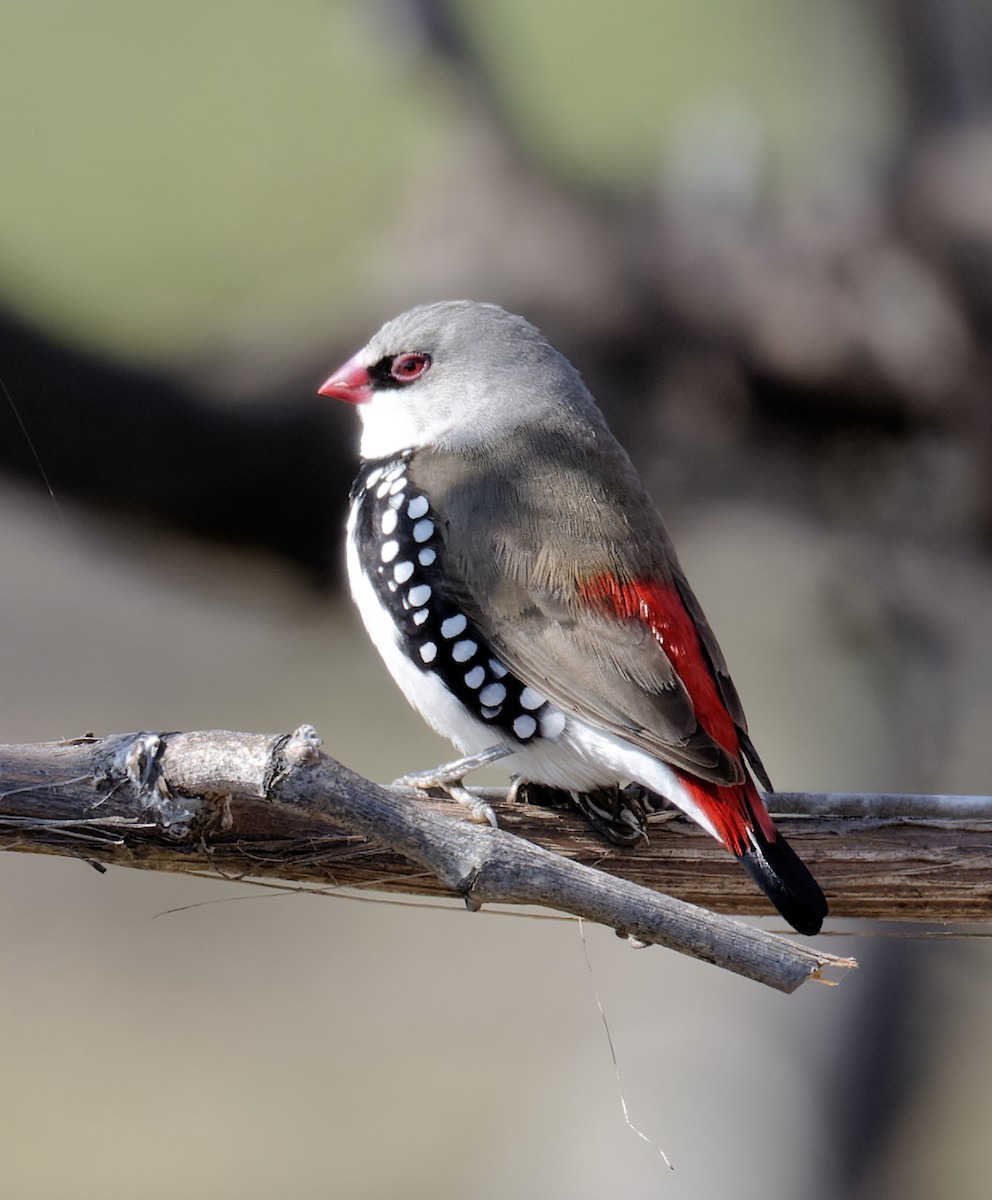 Diamond Firetail - Peter Bennet