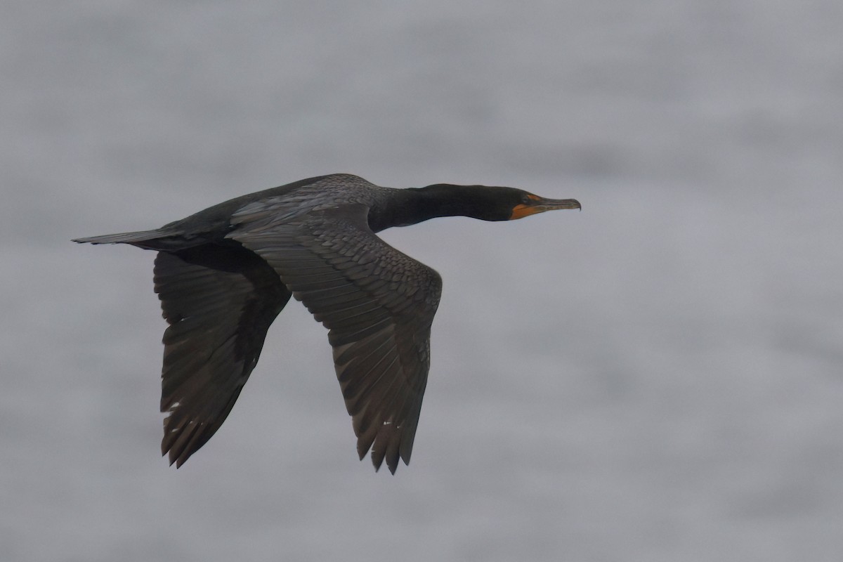 Double-crested Cormorant - ML622485220