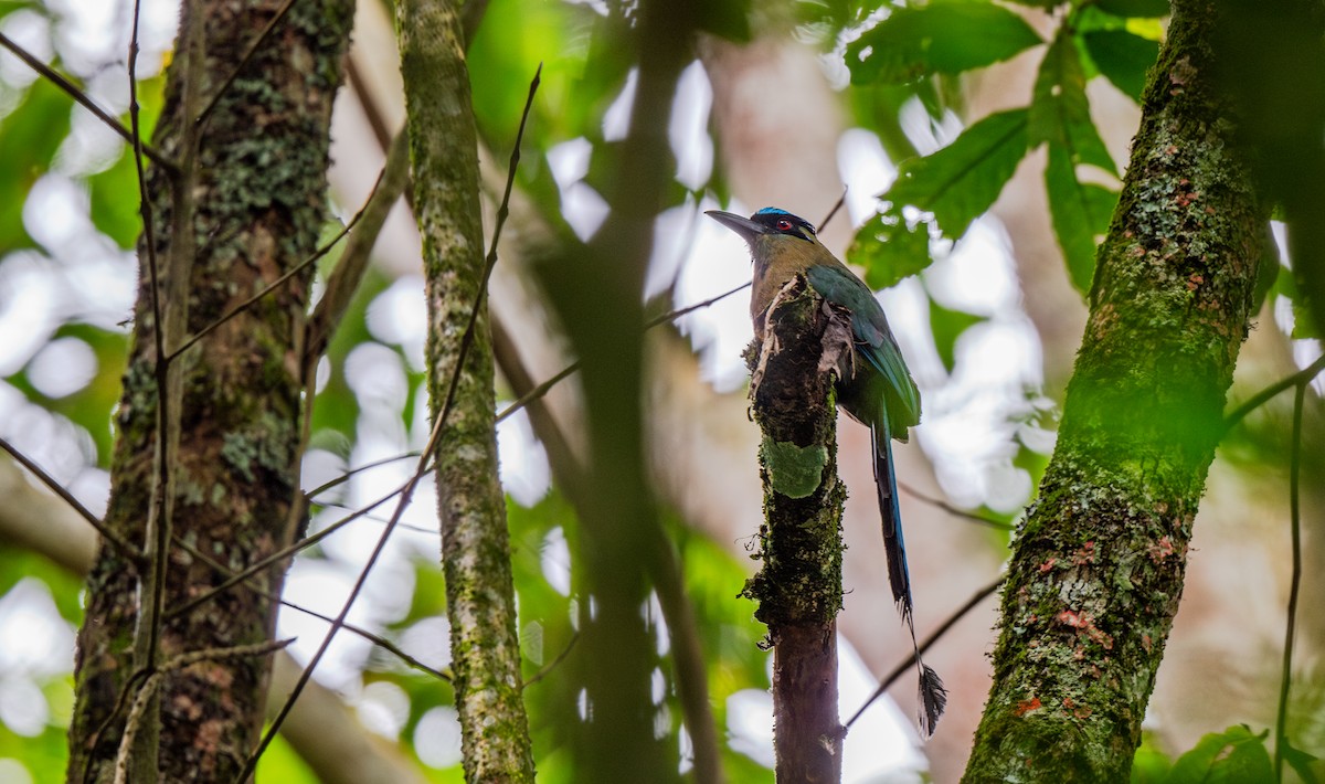 bergmotmot - ML622485231