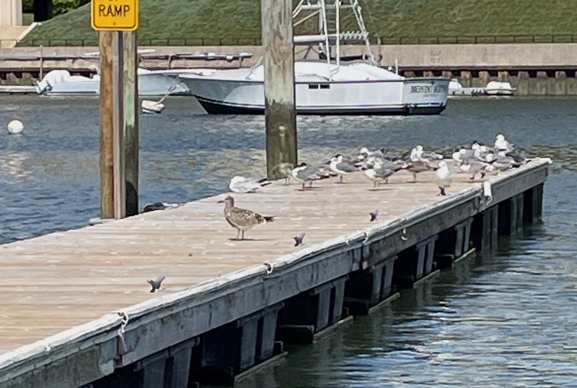 Laughing Gull - ML622485323