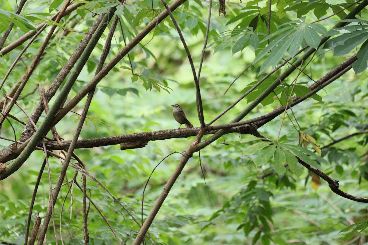 Sinaloa Wren - ML622485337