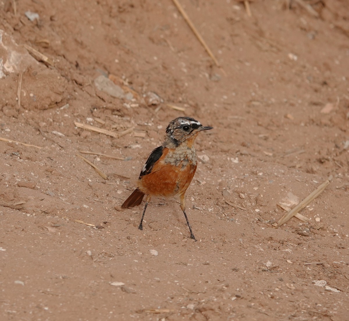 Moussier's Redstart - ML622485341