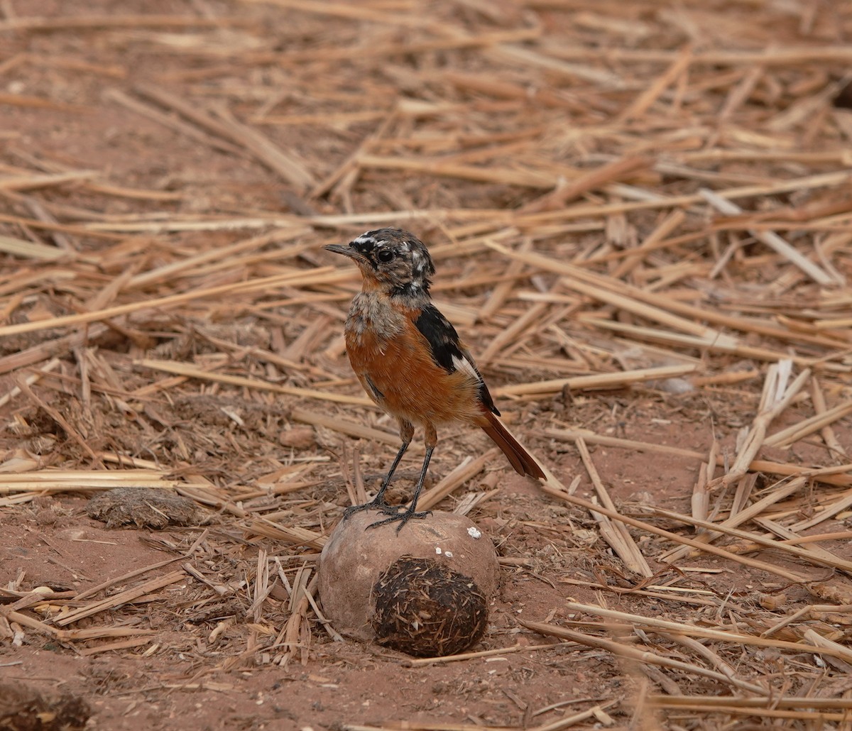 Moussier's Redstart - ML622485342