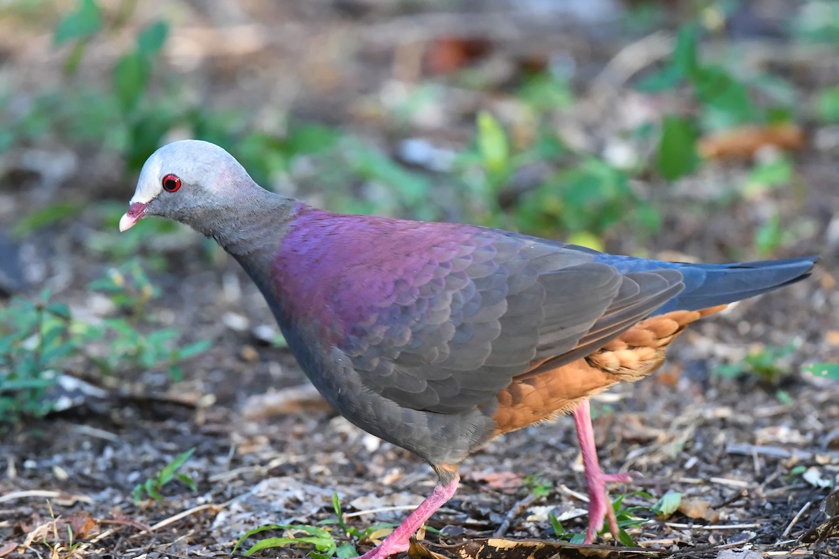 Gray-fronted Quail-Dove - ML622485367