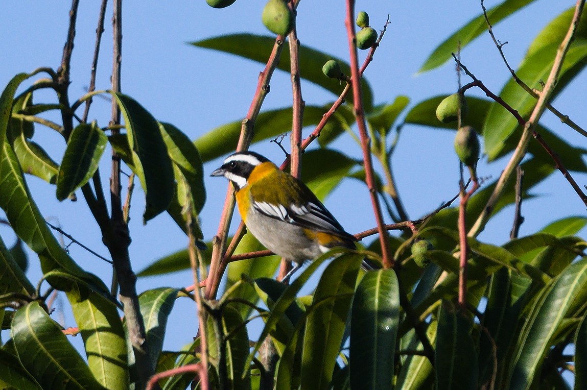 Western Spindalis (Cuban) - ML622485465