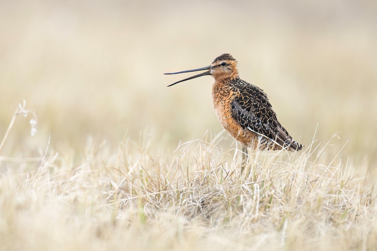 Long-billed Dowitcher - ML622485472