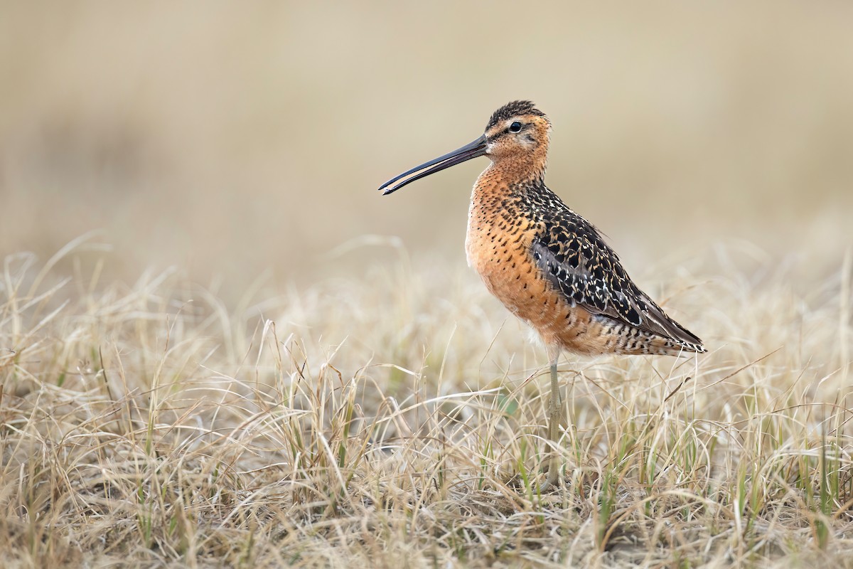 Long-billed Dowitcher - ML622485475