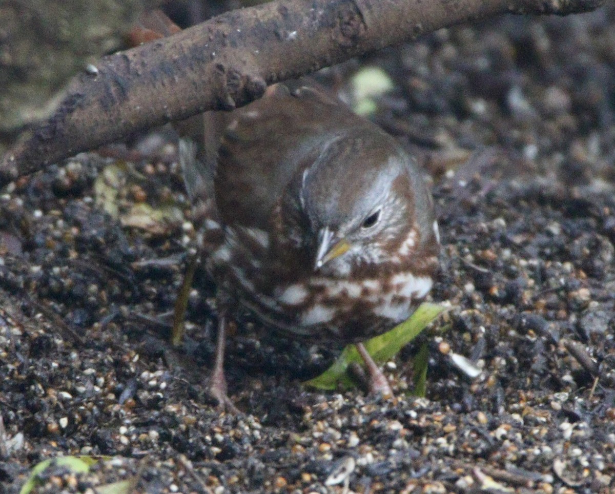 Fox Sparrow (Red) - ML622485536