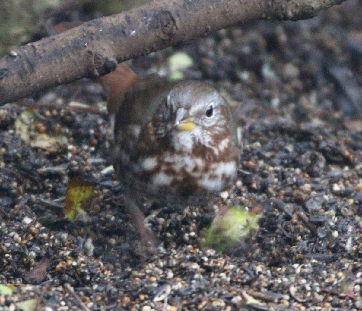 Fox Sparrow (Red) - Liam Ragan