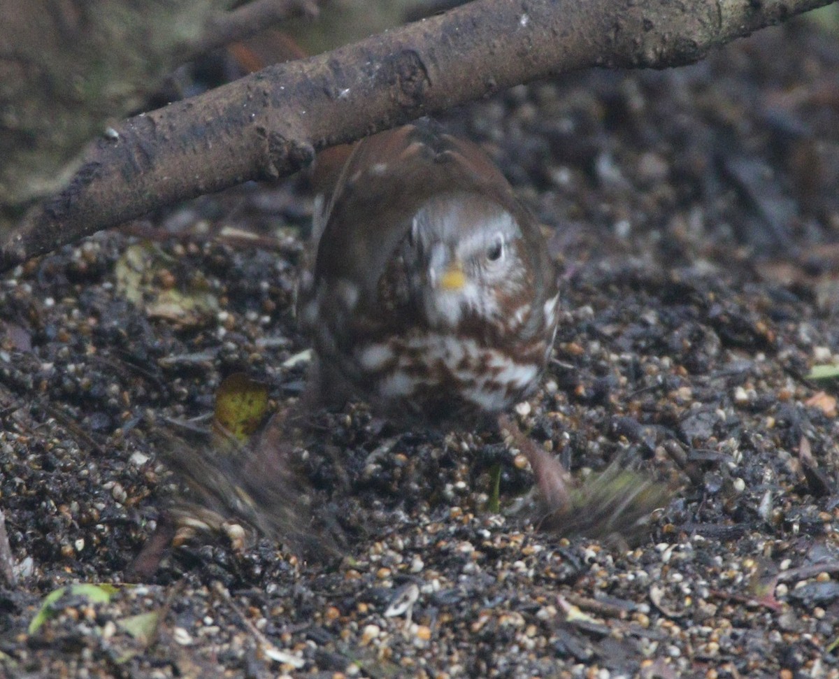 Fox Sparrow (Red) - Liam Ragan