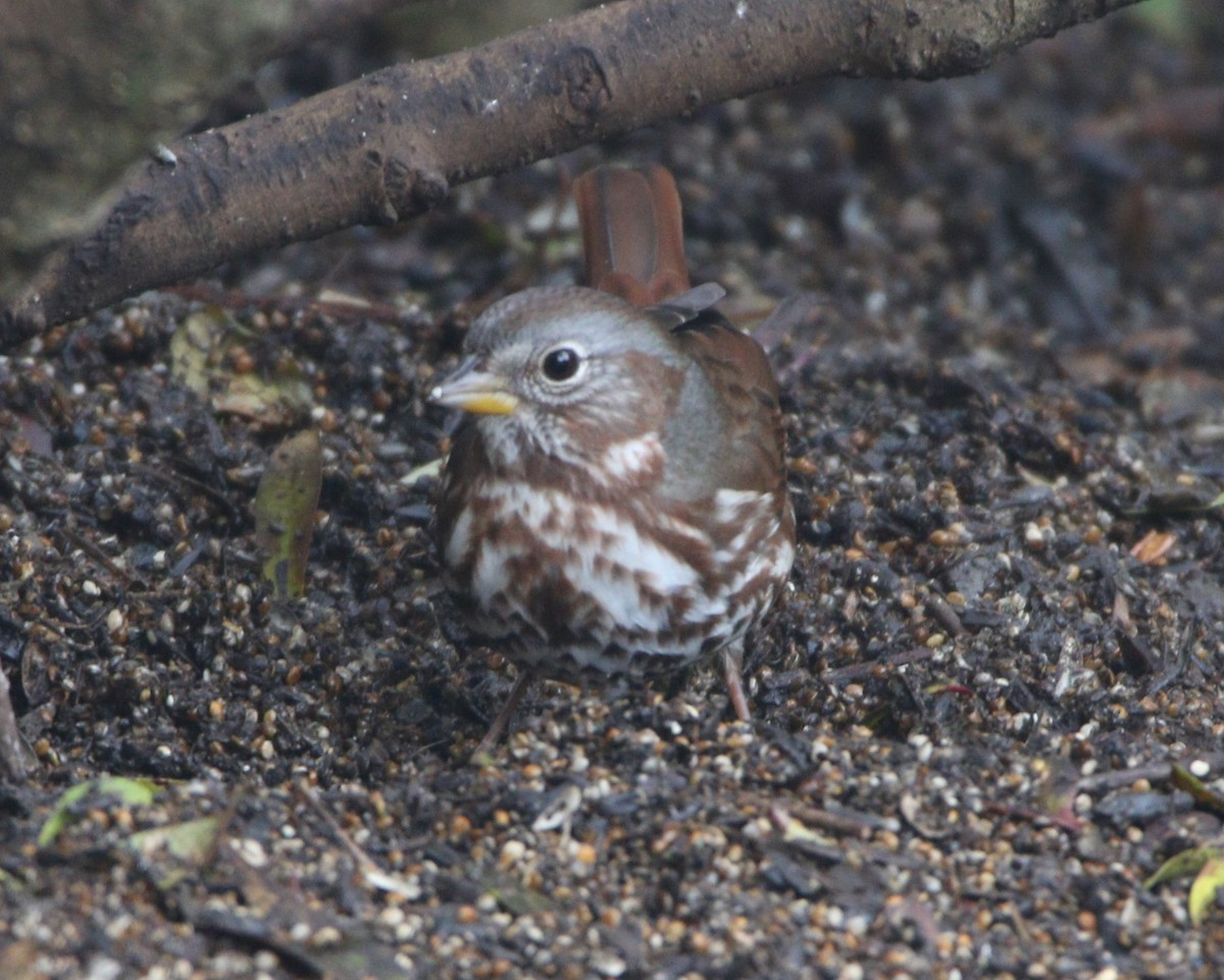 Fox Sparrow (Red) - ML622485545