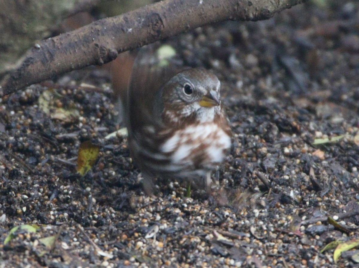 Fox Sparrow (Red) - ML622485547