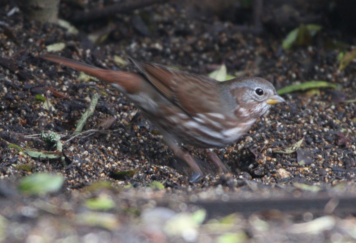 Fox Sparrow (Red) - Liam Ragan