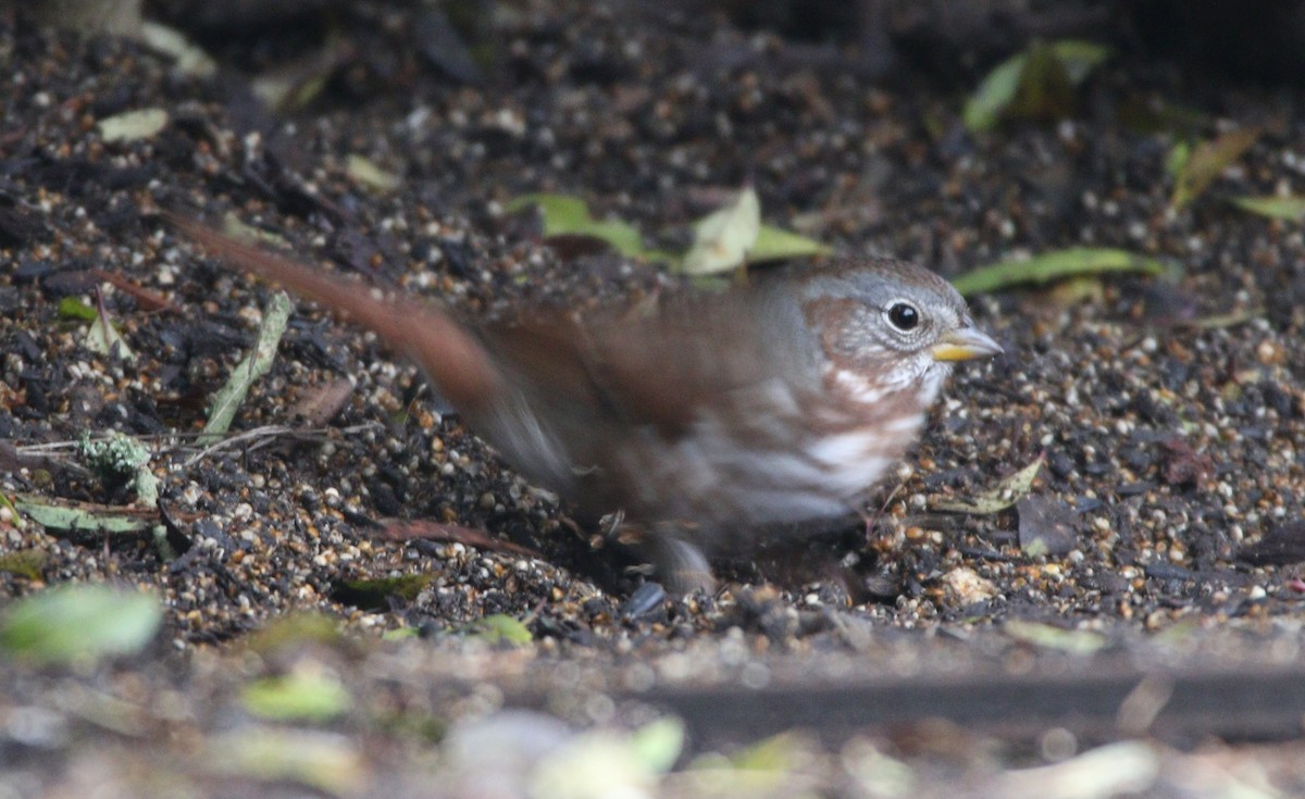 Fox Sparrow (Red) - ML622485554