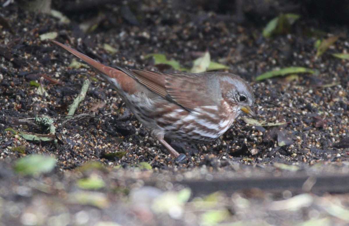 Fox Sparrow (Red) - ML622485556