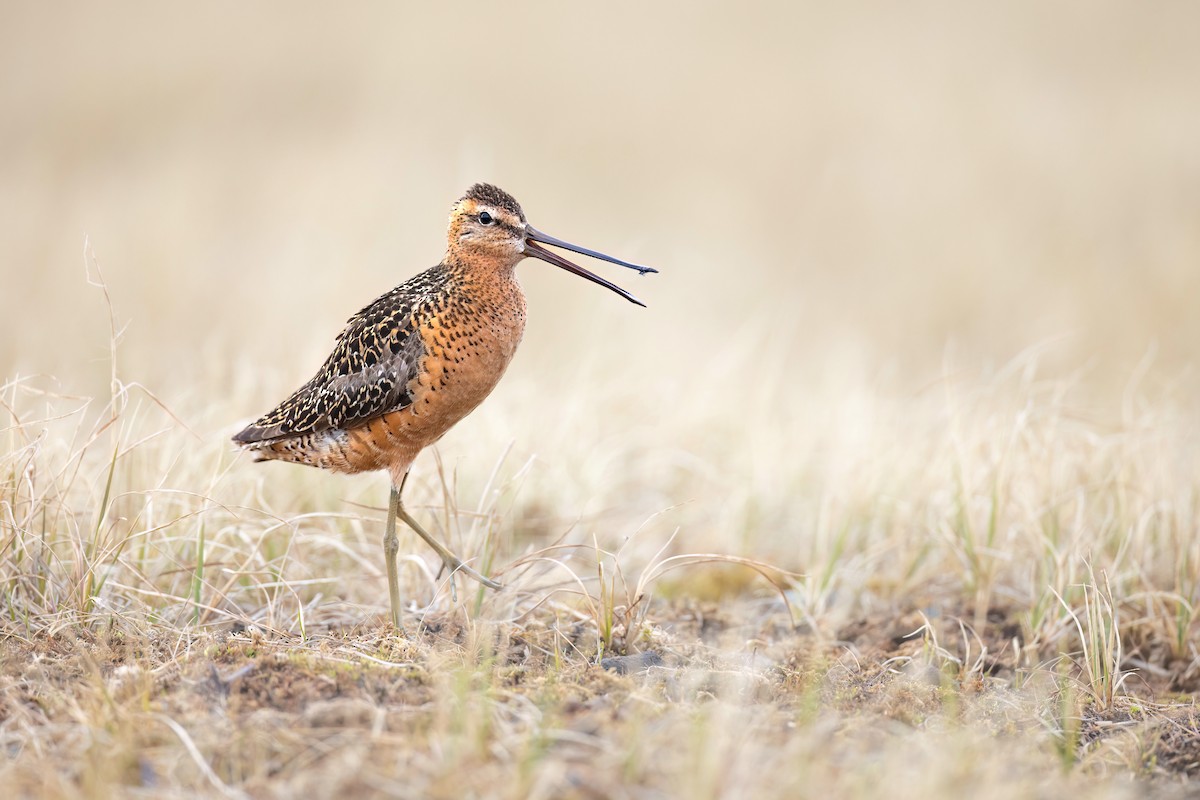 Long-billed Dowitcher - ML622485558