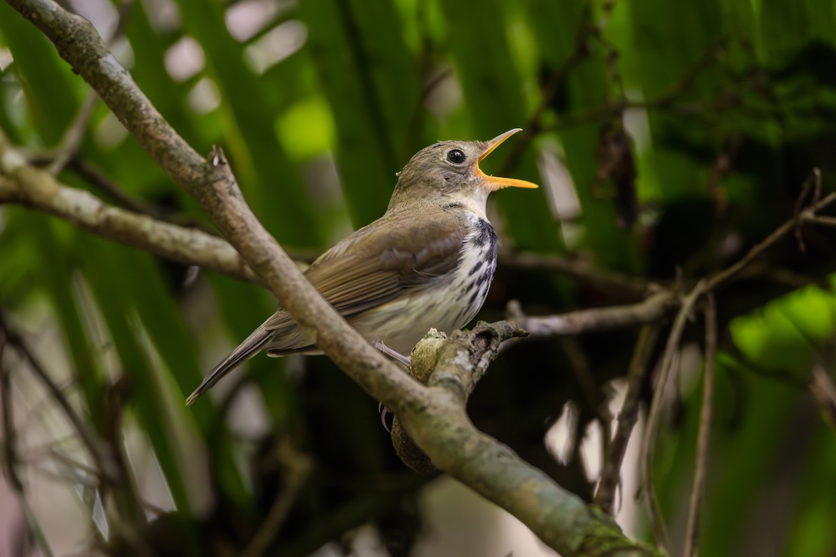 Mosquero Terrestre Sureño - ML622485572