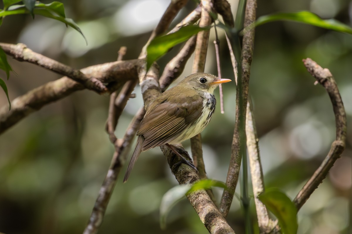 Mosquero Terrestre Sureño - ML622485573