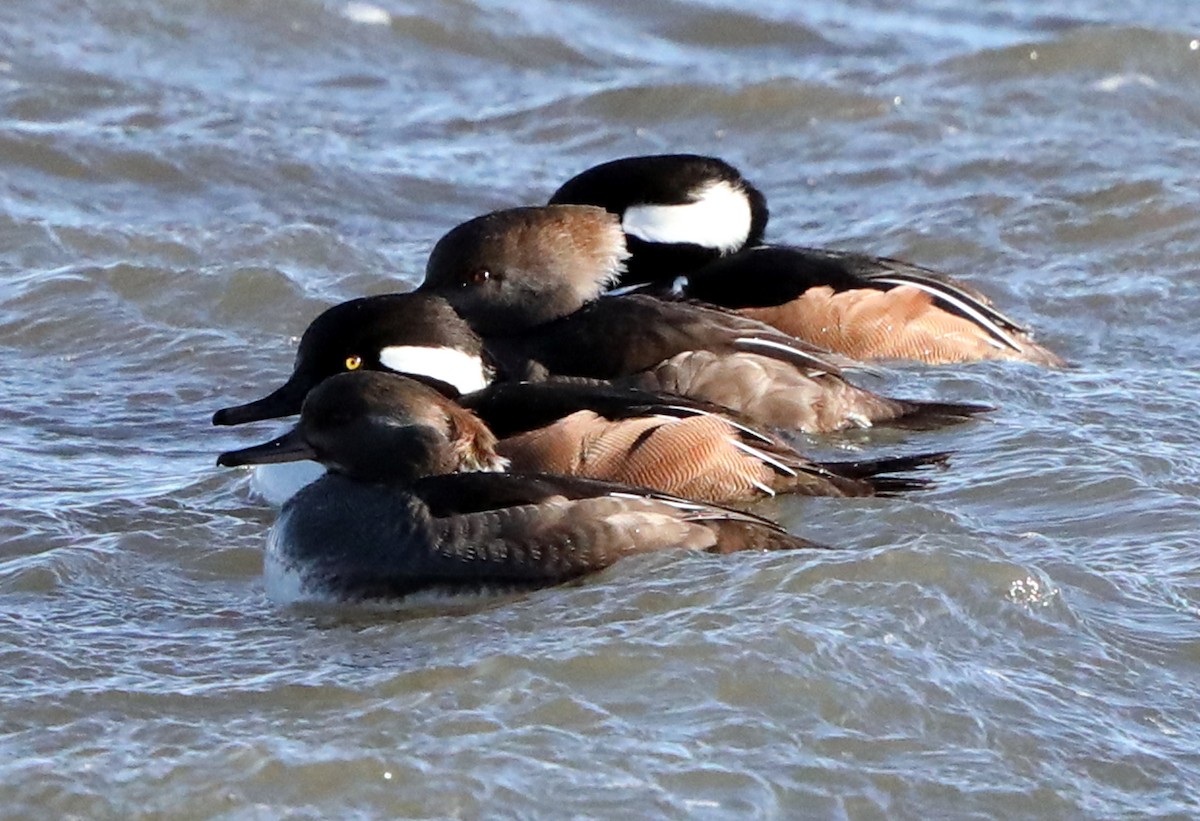 Hooded Merganser - ML622485705