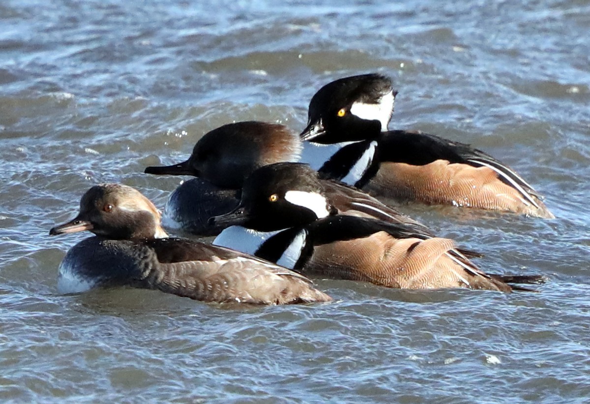 Hooded Merganser - ML622485706