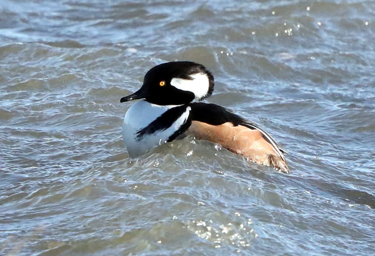 Hooded Merganser - ML622485707