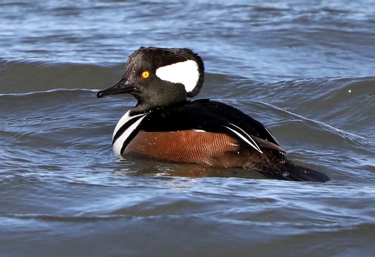 Hooded Merganser - ML622485709