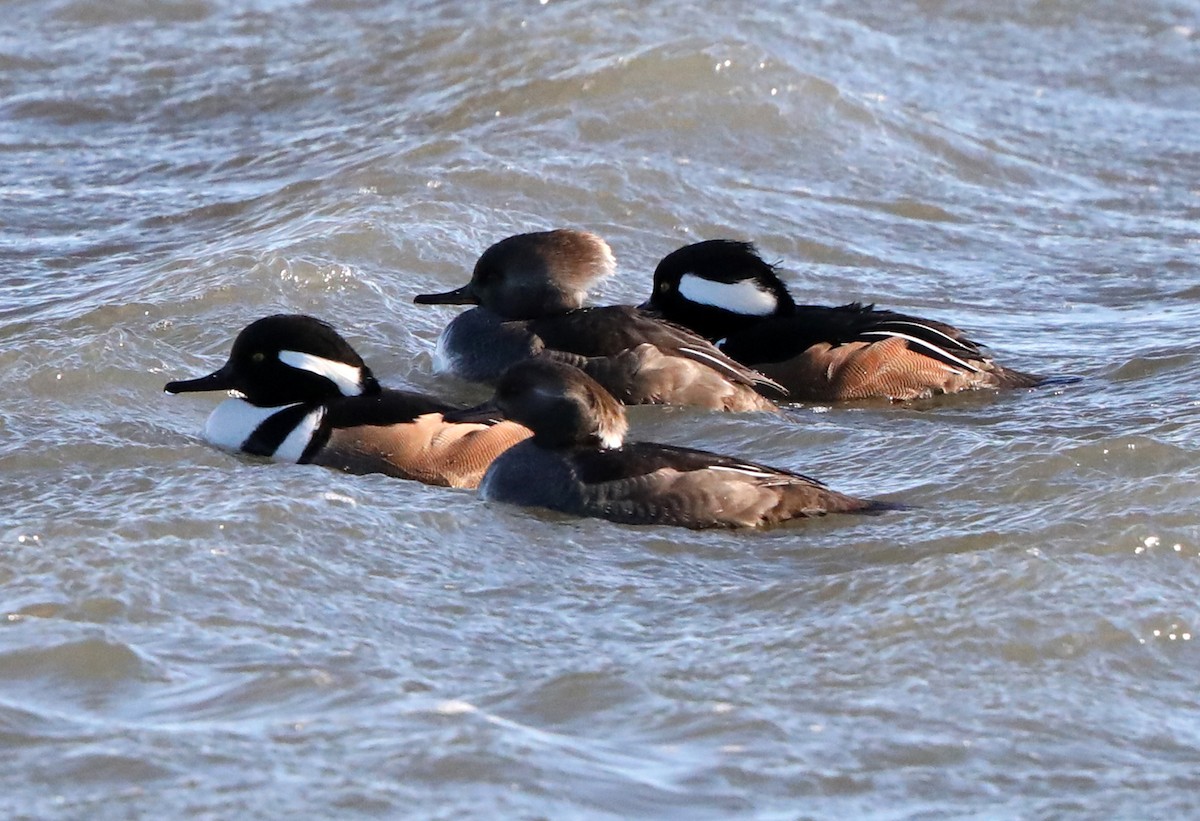 Hooded Merganser - ML622485711