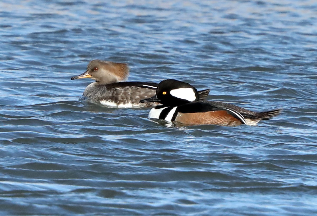 Hooded Merganser - ML622485712