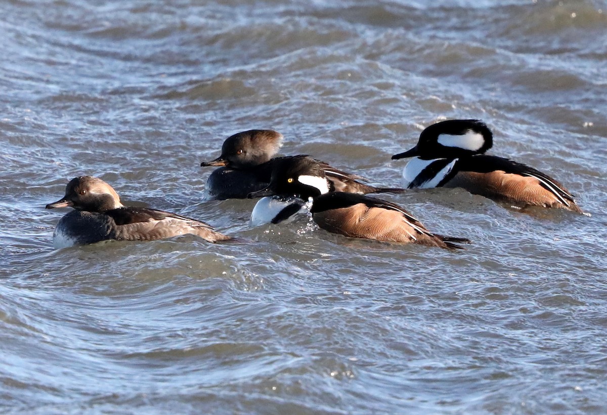 Hooded Merganser - ML622485713