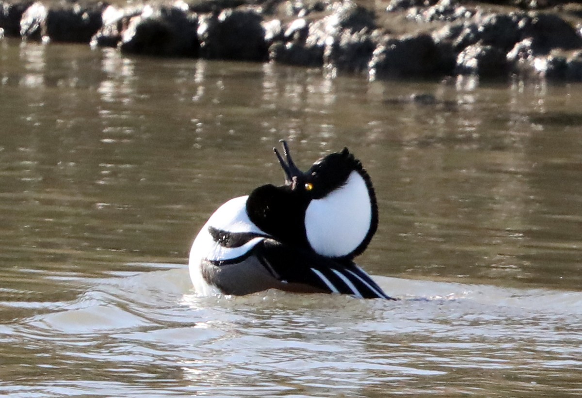 Hooded Merganser - ML622485714