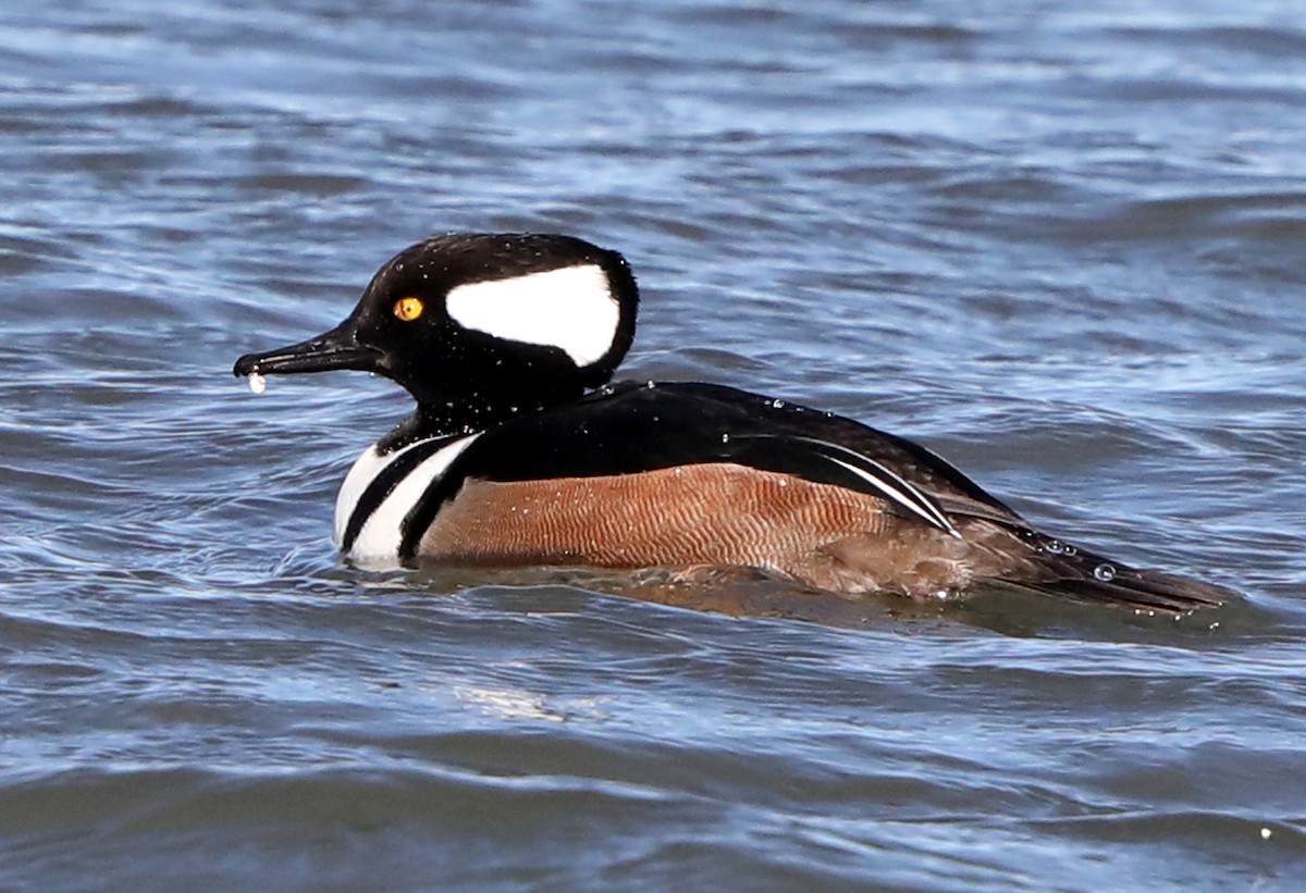 Hooded Merganser - ML622485715