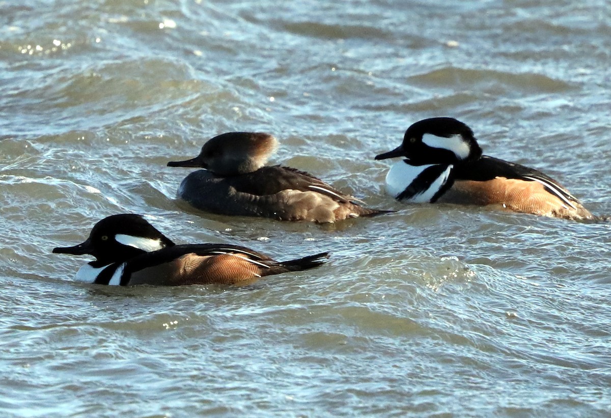 Hooded Merganser - ML622485716