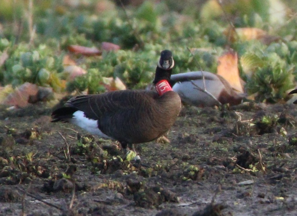 Canada Goose (occidentalis/fulva) - ML622485735