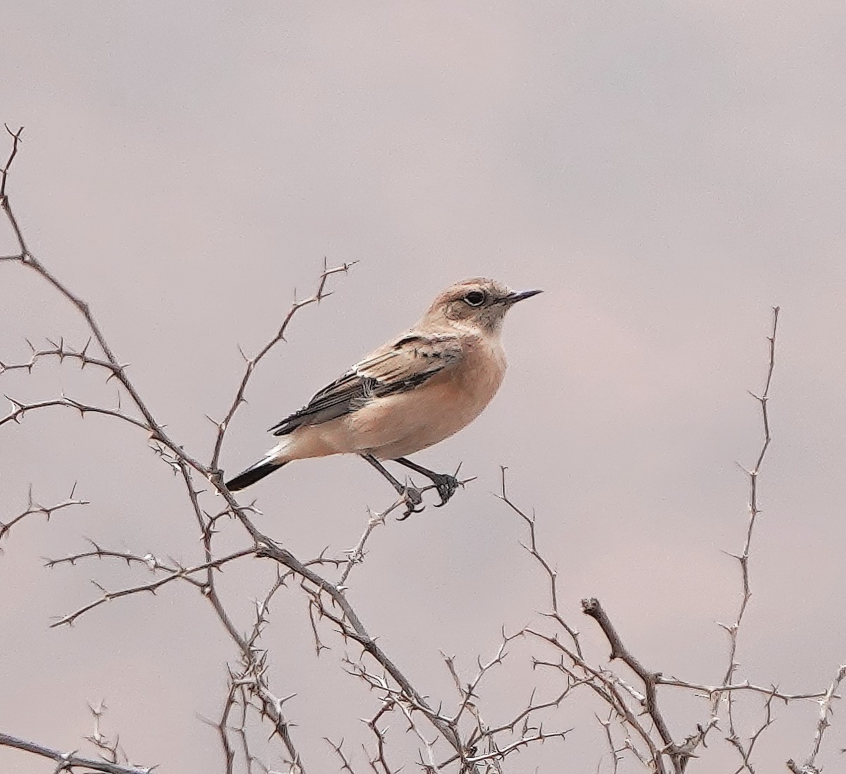 Desert Wheatear - ML622485740