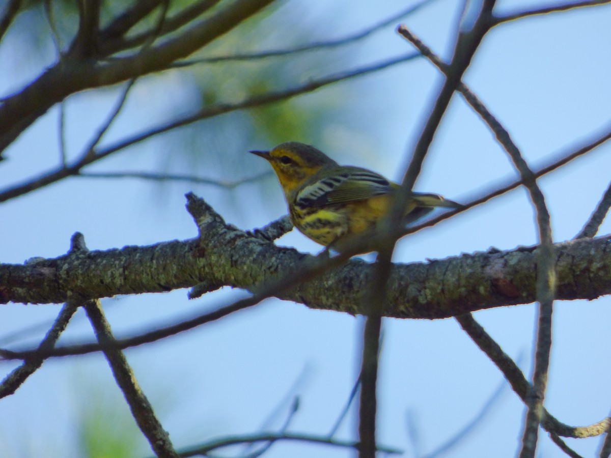 Cape May Warbler - ML622485827