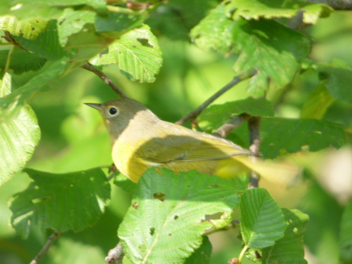 Nashville Warbler - ML622485834