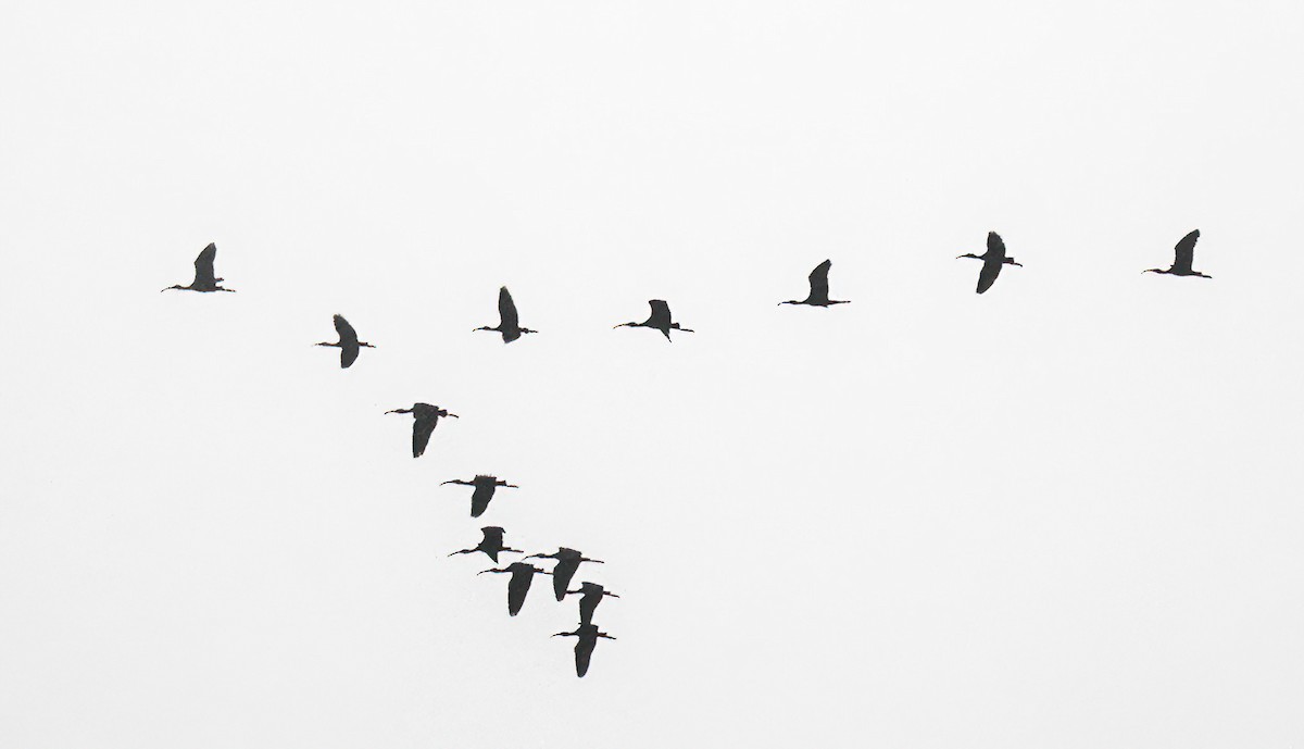 Glossy Ibis - ML622485840