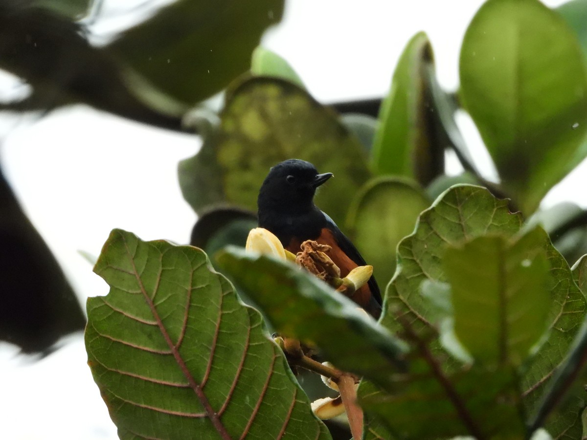 Chestnut-bellied Flowerpiercer - Alejandro Suárez