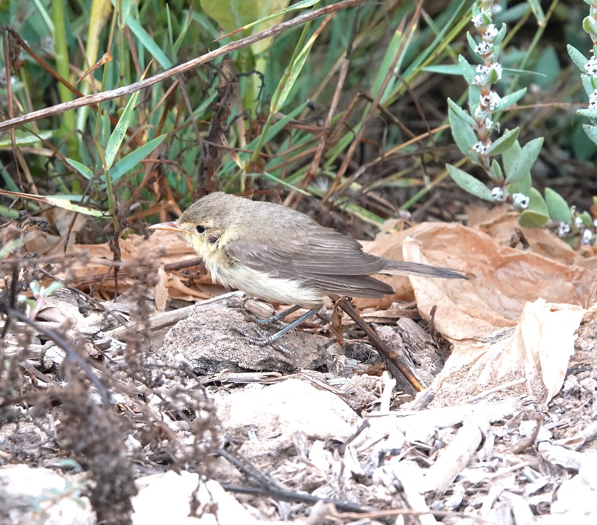 Melodious Warbler - ML622485875