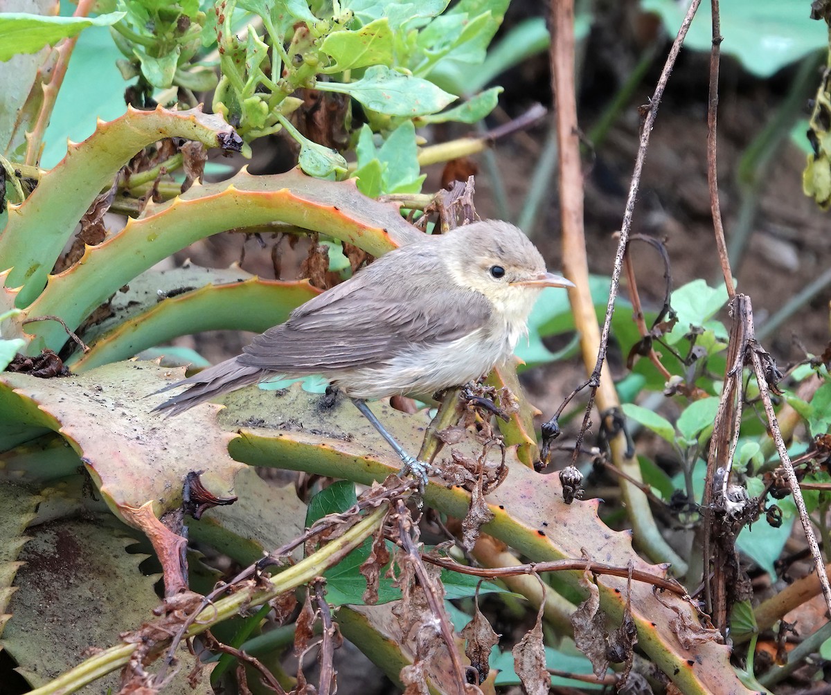 Melodious Warbler - ML622485877