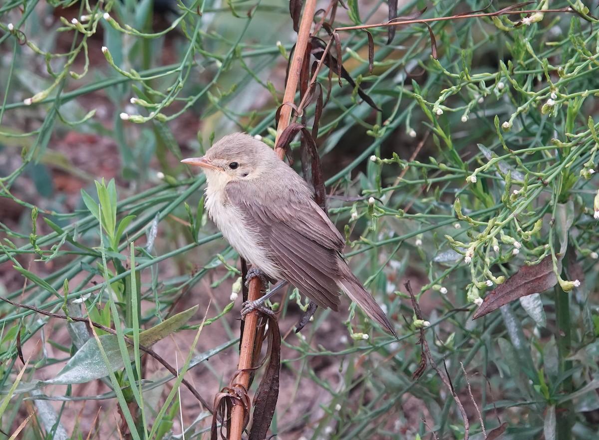 Melodious Warbler - ML622485882