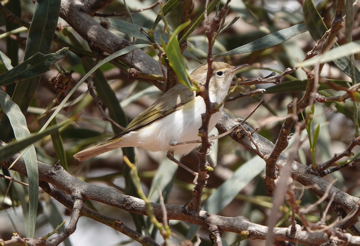 Western Bonelli's Warbler - ML622485895