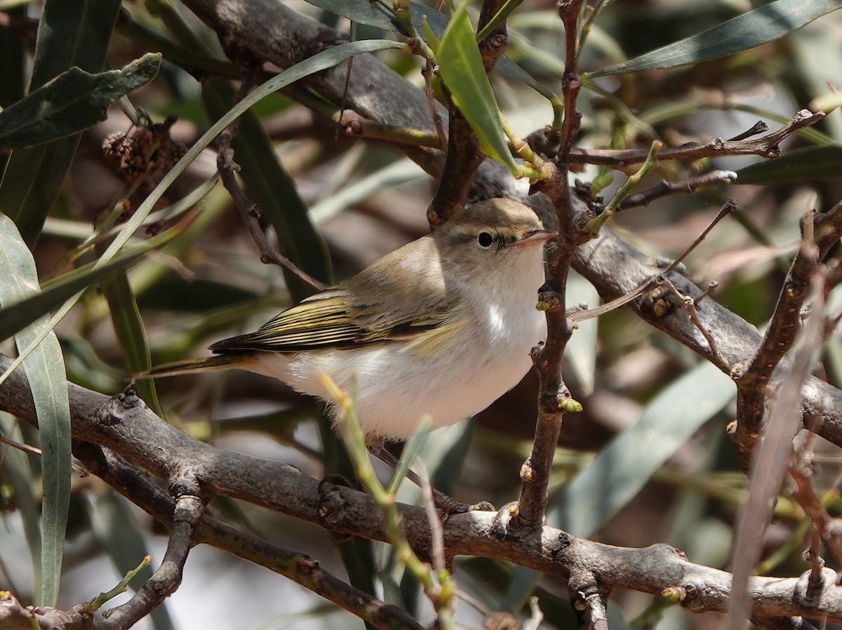 Western Bonelli's Warbler - ML622485914