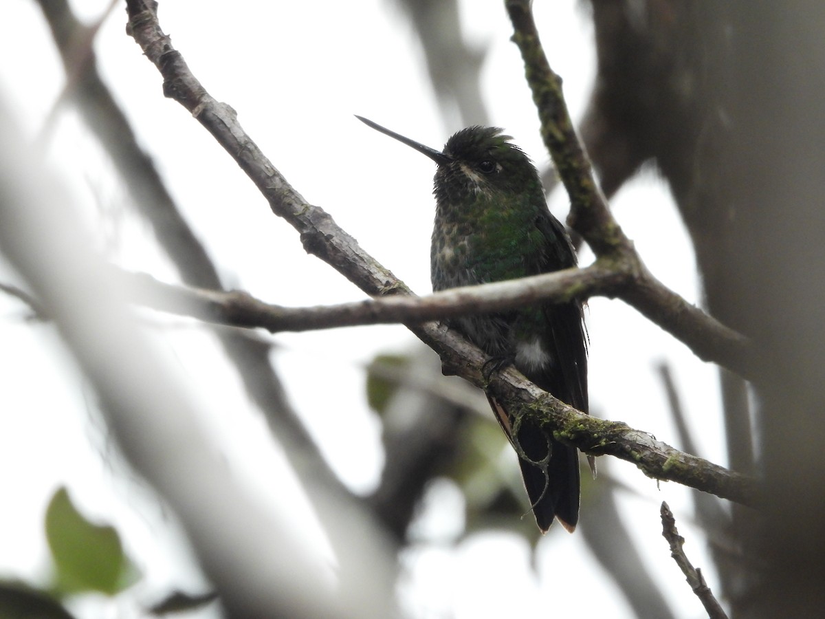 Glowing Puffleg - ML622485915